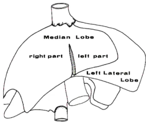 FIGURE 5 : Anatomie du foie chez le rat – lobe médian et lobe latéral  gauche (tous deux sont réséqués lors de l’hépatectomie partielle) 