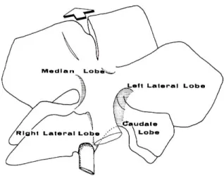 FIGURE 6 : Anatomie du foie chez le rat – vue postérieure des 4 lobes  Figure tirée de Castaing D