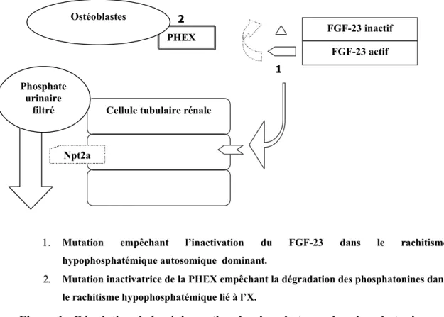 Figure 1 : Régulation de la réabsorption du phosphate par les phosphatonines. 