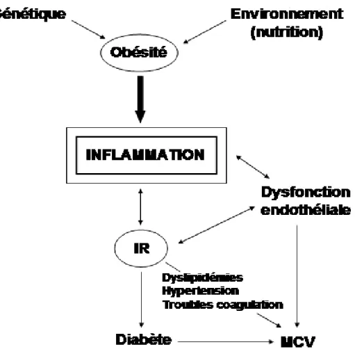 Figure 6.  L’inflammation : le chaînon manquant reliant l’IR, l’obésité, le diabète de                                 type 2 et l’athérosclérose