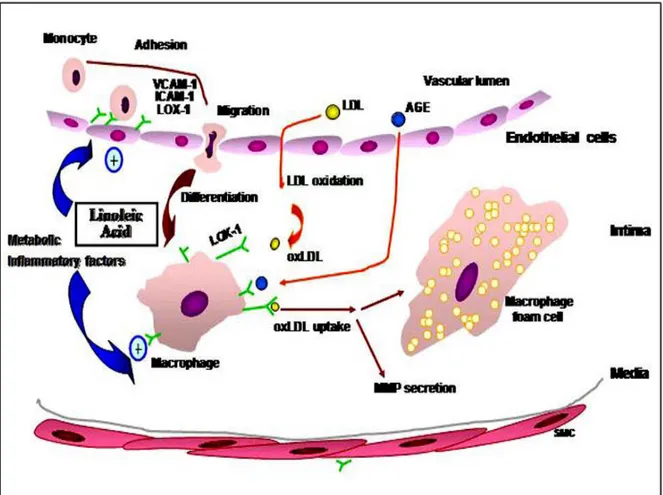 Figure 7. Rôle de LOX-1 dans l’athérosclérose.  LOX-1 est exprimé par les cellules  endothéliales, les macrophages et les CML