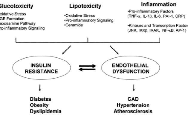 Figure 2.  Mécanismes partagés par l’IR et la dysfonction endothéliale                    mettant en lumière leur réciprocité (Kim J, 2006)