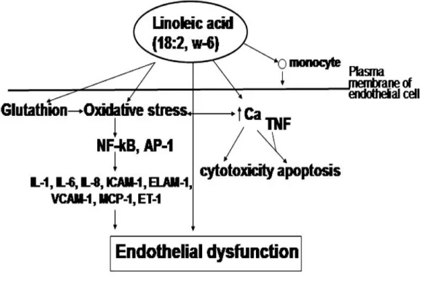 Figure 3.  Rôle de LA dans la dysfonction endothéliale (adapté de Toborek M,  1998). 