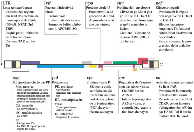 Figure 1.4 : Organisation du génome du VIH-1 et les principales fonctions de ses 9  gènes.