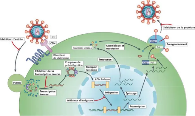 Figure 1.5 : Représentation schématique du cycle de réplication du VIH. 