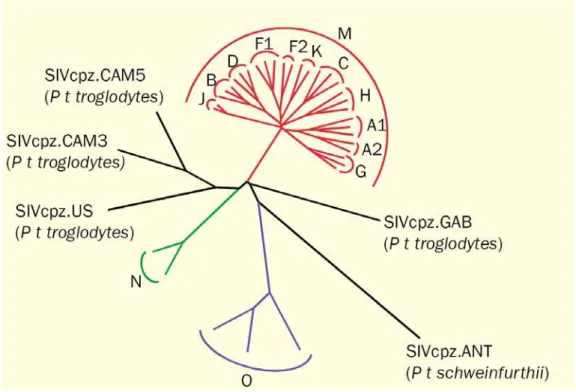 Figure 1.8 : Arbre phylogénétique des groupes M, O et N du VIH-1 et de cinq  différents isolats de SIVcpz