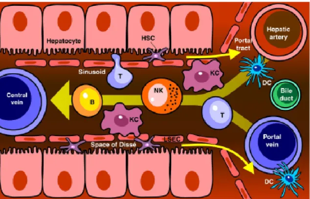 Figure 1. Modèle de la structure cellulaire du foie (Fainboim et al., 2007)  (HSC, hepatic stellate cell [Ito]; KC, Kupffer cell; DC, dendritic cell; NK, natural killer 
