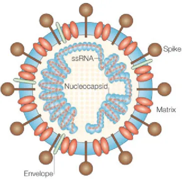 Figure 3. Structure des coronavirus (Dandekar et Perlman, 2005) 