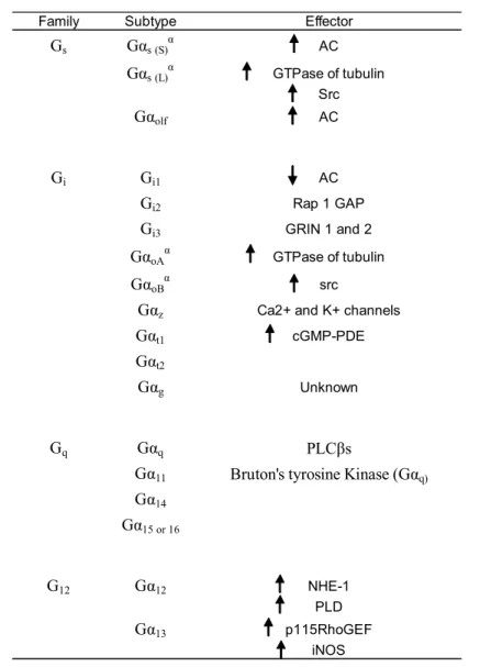 Table I.I : Effecteurs activés par les différentes isoformes de la protéine G Į (Adapté de (23)) 