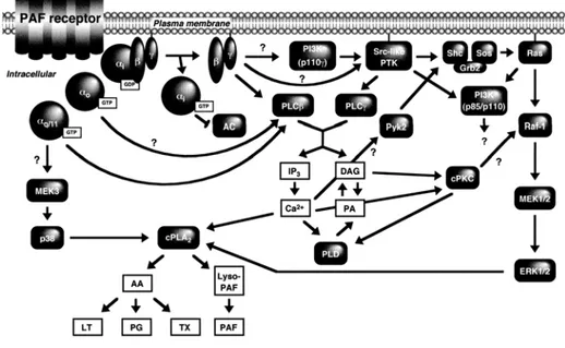 Figure 1.4 : Voies de signalisation du récepteur PAF Le récepteur PAF signale  via les protéines G Įi, GĮo et GĮq