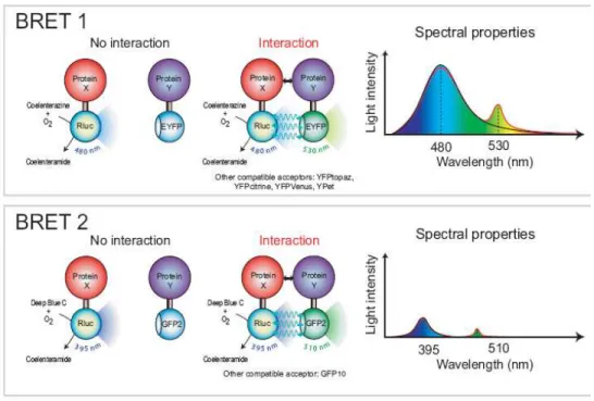 Figure 1. 7 : Différence entre les techniques de BRET 1  et de BRET 2    Dans le  cas du BRET 1  c’est la Coelenterazine H, qui possède un maximum d’excitation de  475 nm, qui est utilisée