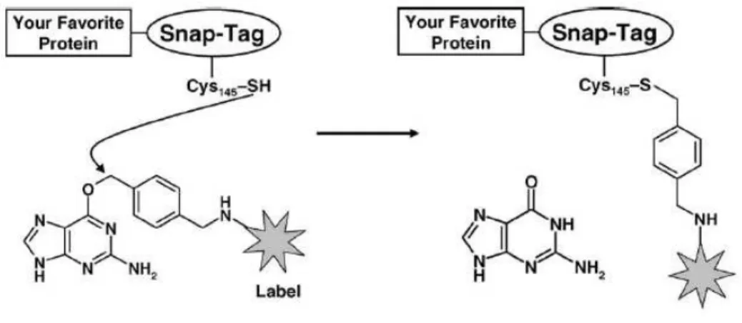 Figure 1.8 : Réaction chimique entre l’étiquette SNAP et son substrat BG La  cystéine 145 réagit avec le substrat 6-benzylguanine