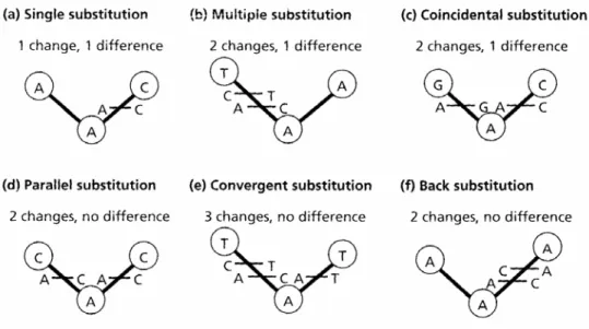 Figure 2  : Figure représentant les 6 types de substitutions possibles. Les séquences 