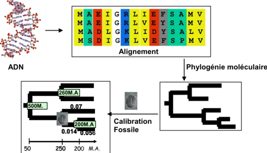 Figure 7 : Les différentes étapes pour réaliser la datation moléculaire à partir d’un alignement de  séquences