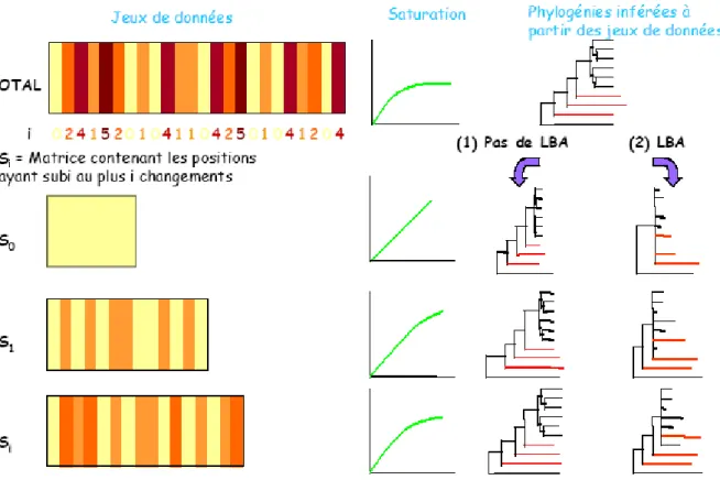 Figure 18 : Méthode SF (Brinkmann et al. 1999). « Le calcul des vitesses d’évolution de chaque 