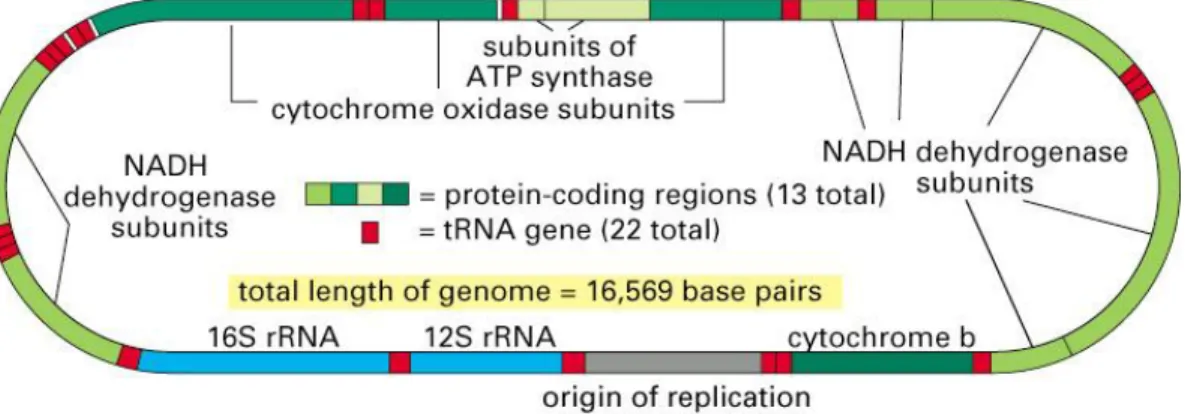 Figure 19 : Organisation du génome mitochondrial.  