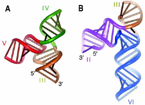 Figure  3 :  Structures  tridimensionnelles  des  deux  jonctions  3-voies  dans  le  ribozyme  VS