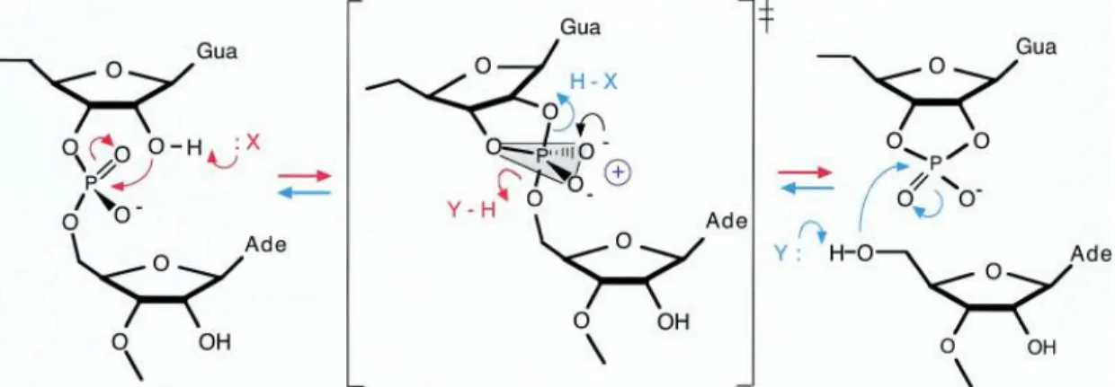 Figure 5 : Mécanisme réactionnel du clivage et de la ligation du substrat par le ribozyme  VS