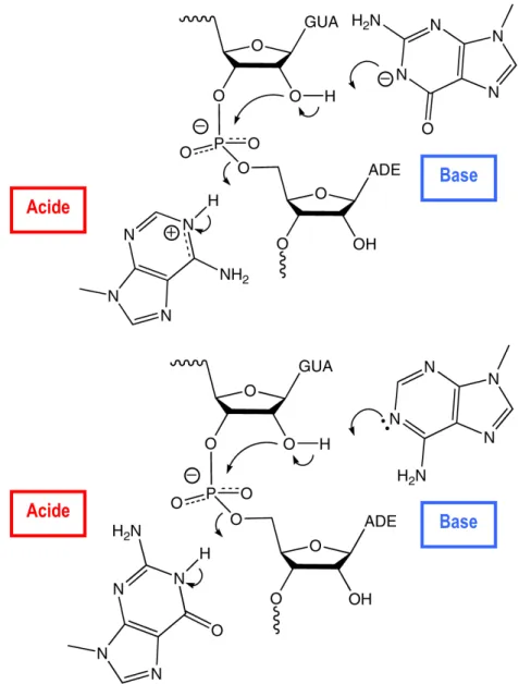 Figure  6 :  Illustration  des  deux  mécanismes  proposés  pour  la  réaction  de  clivage  du  ribozyme VS de Neurospora