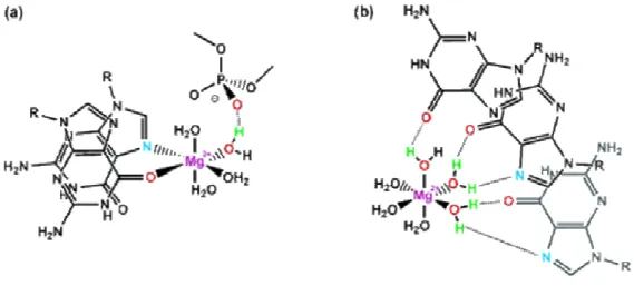 Figure  8 :  « Inner  et  outer  binding  sphere »  du  magnésium  dans  l’ARN.  (a)  Exemple  typique  de  la  liaison  d’un  ion  magnésium  à  l’ARN