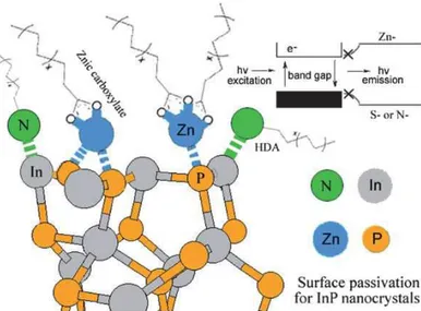Figure 26 : Mécanisme de passivation de la surface des NCx d’InP par l’undécylénate de zinc proposé  par Nann et al.[ 52 ]
