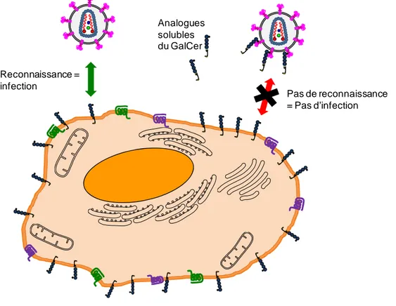 Figure I.7 Stratégie anti-VIH en employant des analogues solubles du GalCer  