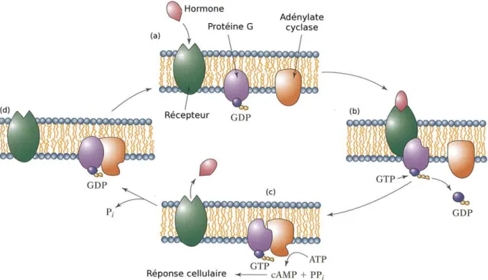 Fig. 4: Exemple de mécanisme d’action des RCPGs. Une hormone vient se lier au récepteur (a) , le complexe formé activé vient agir sur la protéine G (b) qui remplace son GDP par un GTP