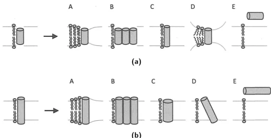 Fig. 5: Réponses possibles du système dans le cas d’un mésappariement hydrophobe négatif (a) et positif (b)