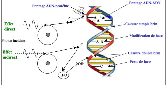 Figure 8 : Représentation schématique des lésions de l’ADN induites par les effets directs et  indirects des rayonnements ionisants [21]