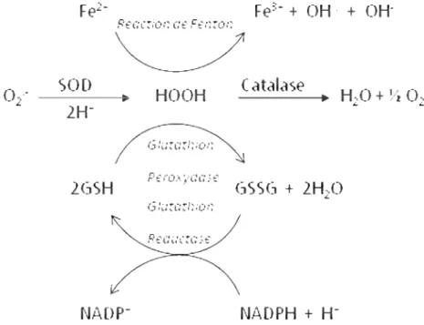 Figure 16 : Les  principaux systèmes de défense endogènes enzymatiques D’autres  enzymes  telles  que  les  pero