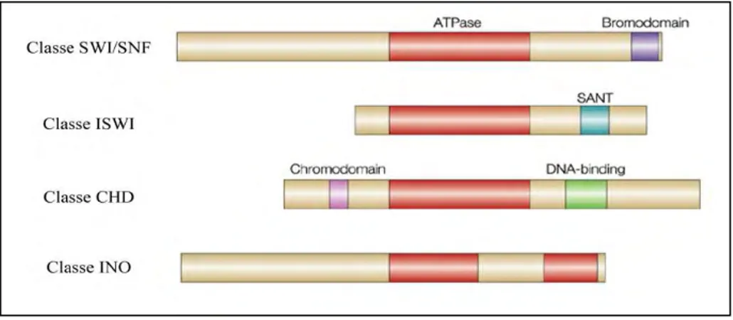 Figure  9:  Les  4  grandes  familles  de  complexes  ATP-dépendant  de  remodelage  de  la  chromatine  (Modifié  de  Tsukiyama,  2002)