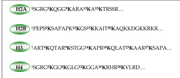 Figure 11 : En gras, sites d’acétylation in vivo des branches N-terminales des histones de cellules  humaines (Marvin et al, 1990; Thorne et al, 1990) 