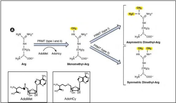 Figure 13: Réaction de méthylation catalysée par les PRMT de type I et II  