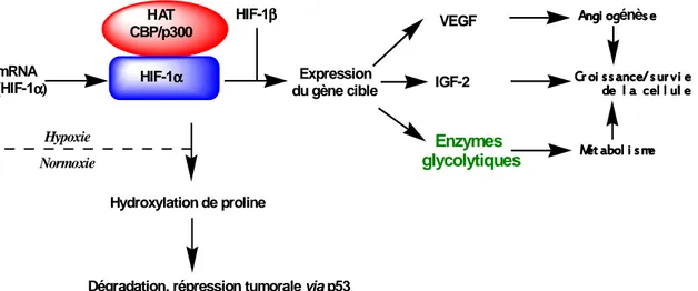 Figure 29 : Exemple d’implication de p300 dans la survie des cellules cancéreuses (Semenza, 2002) 