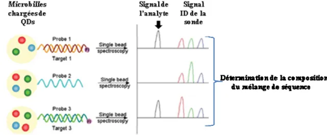 Figure I. 7 : Illustration schématique du principe de détection multiplexée d’un mélange de 