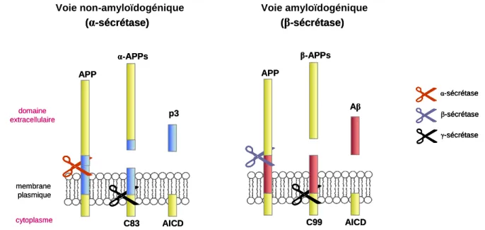 Figure 1.9. Métabolisme de la protéine APP et génération des peptides Aβ (d’après Citron,  2004)