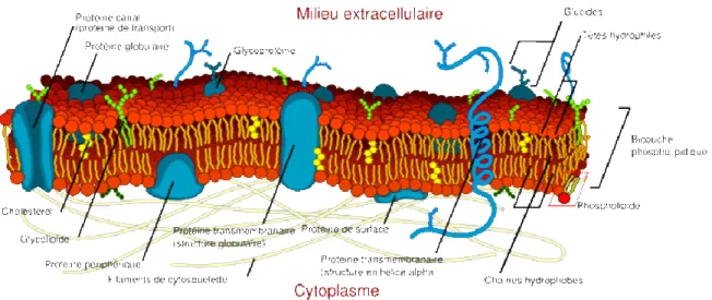 Figure 1.20. Représentation d’une membrane cellulaire et de ses différents composants