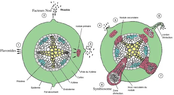 Figure 2: Etapes de la formation d’un nodule dans une racine latérale 