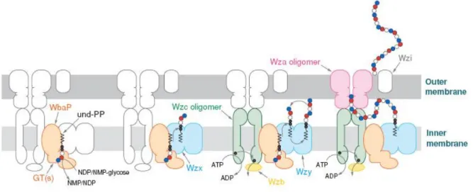 Figure 11 schéma du processus de biosynthèse et de transfert impliquant l'enzyme Wzy (groupe 1 et 4 de E.coli) (Whitfield,  2006) 