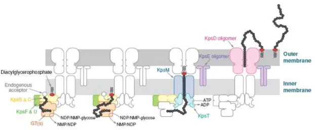 Figure 12 : schéma du processus de biosynthèse et de transfert impliquant un transporteur de type ABC (groupes 2 et 3 de 