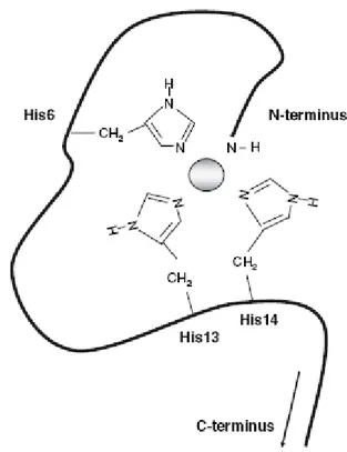 Figure 1.16. Représentation schématique du site de fixation du zinc dans le peptide A β 40 non  acétylé à pH physiologique (Danielsson et al