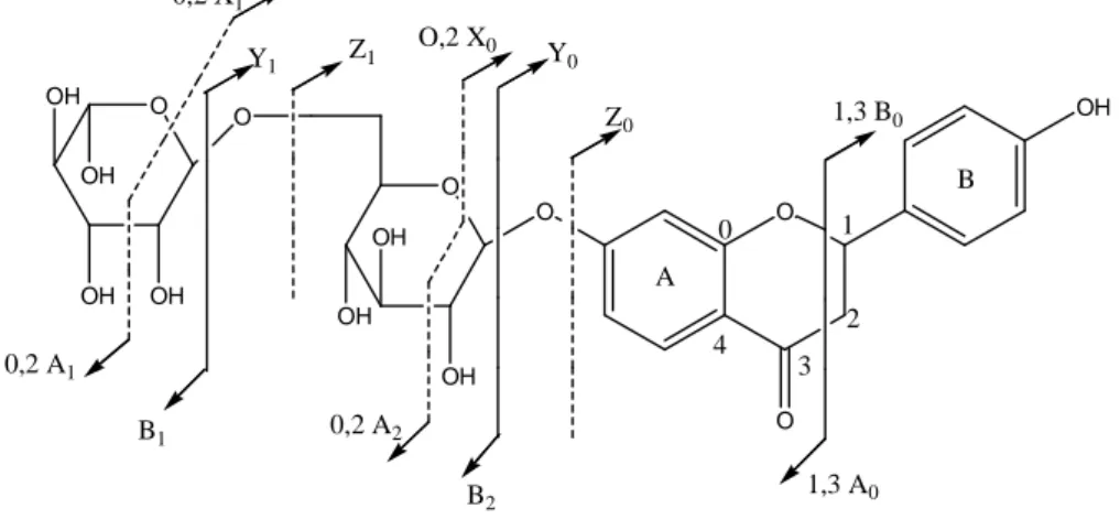 Fig. 37 : Nomenclature des ions obtenus après fragmentation en mode positif de 