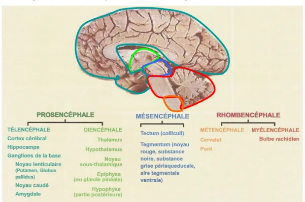 Figure 2 : Coupe d'un cerveau humain et représentation de ses différentes régions. 