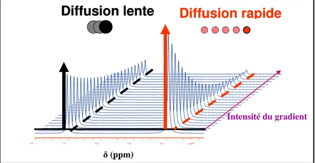 Figure 1-3. Décroissance exponentielle (atténuation) de l’intensité des signaux en fonction de l’intensité du  gradient de champ magnétique pulsé