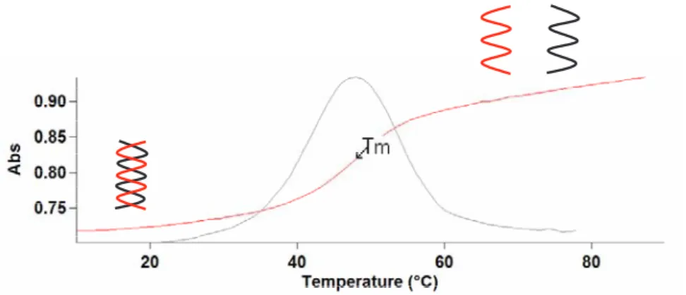 Figure 11.  Détermination du Tm : mesure de l’absorbance en fonction de la température 