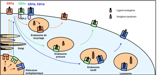 Figure  9 :  Localisation  et  trafic  intracellulaire  des  différentes  protéines  CD1  dans  la  cellule 