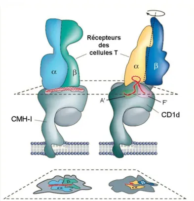 Figure 16 : Schémas des complexes ternaires CMH-I ou CD1d:antigène:TCR. 102