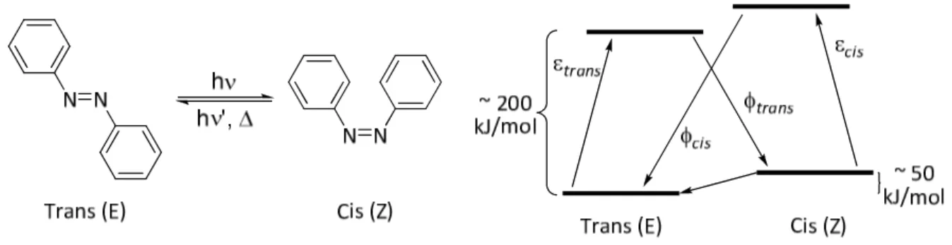 Figure 2 : Réaction d’isomérisation trans-cis de l'azobenzène et diagramme d’énergie simplifié