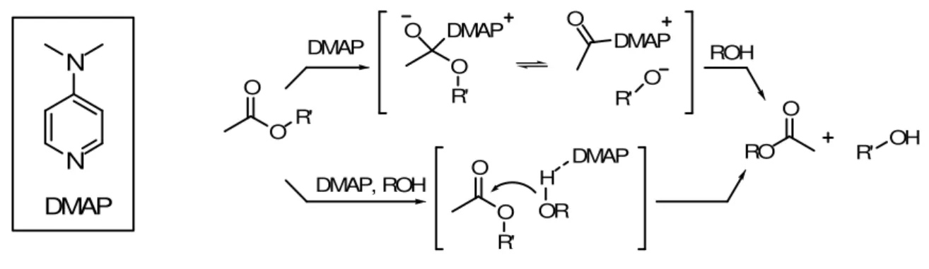 Figure 1.4 Mécanismes théoriquement possibles dans une réaction de transestérification catalysée par la 4-DMAP 