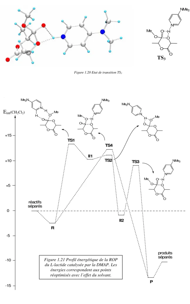 Figure 1.21 Profil énergétique de la ROP  du L-lactide catalysée par la DMAP. Les 